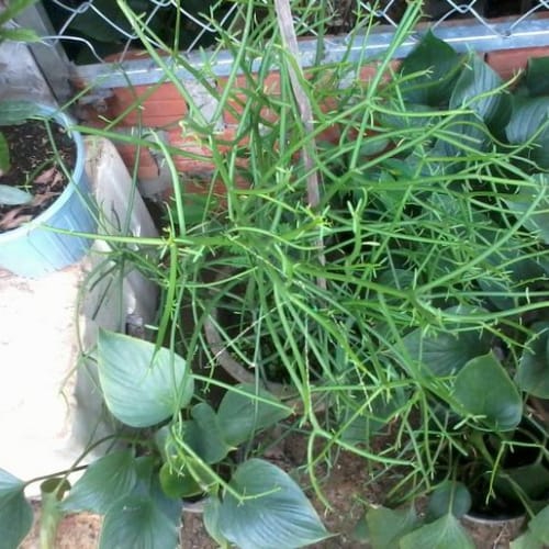 Cây giao trị viêm xoang đà nẵng