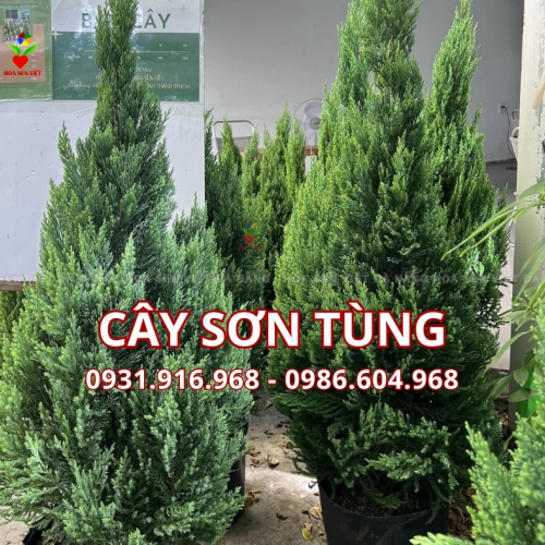 Cây Sơn Tùng