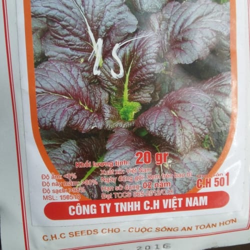 Hạt giống cải canh lá đỏ