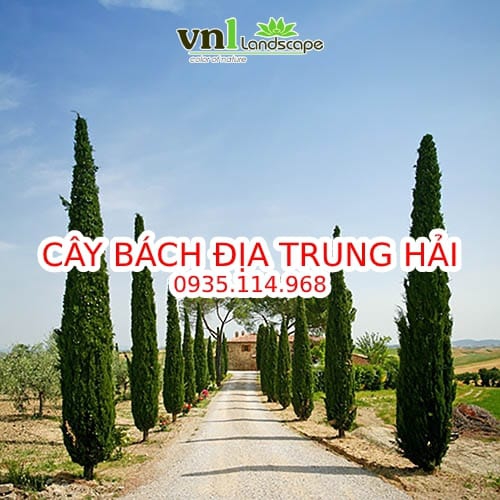 Cây bách địa trung hải - Giá bán, cách trồng và chăm sóc