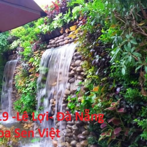 Vườn quá cà phê