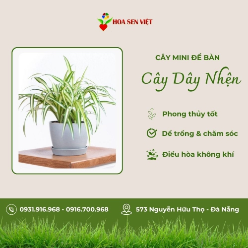 Cây Dây Nhện Mini Để Bàn