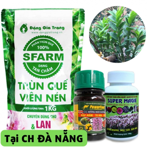 Combo to lá cho lan