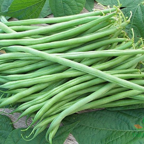 Hạt giống đậu cove hạt trắng dạng leo