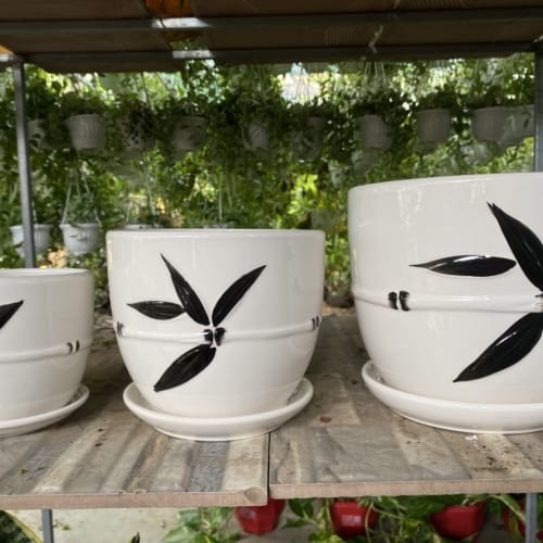 Chậu trồng cây để bàn hình chiếc lá mã DB-1-30k