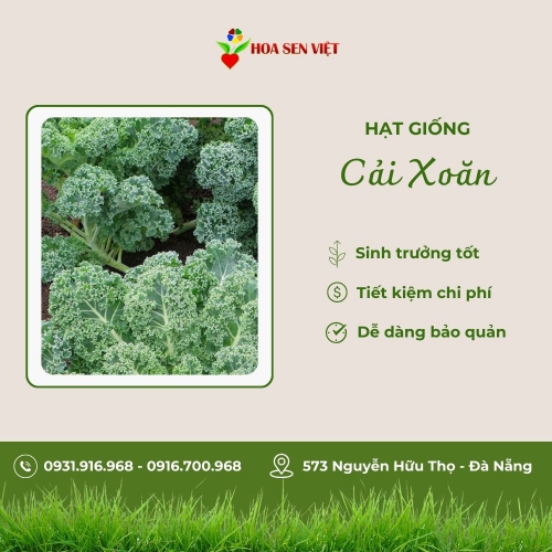 Hạt giống cải xoăn