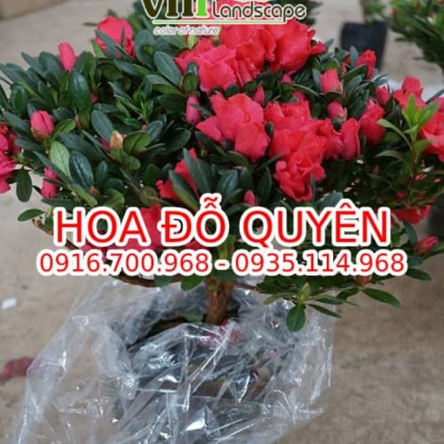 Hoa Đỗ Quyên Đà Nẵng