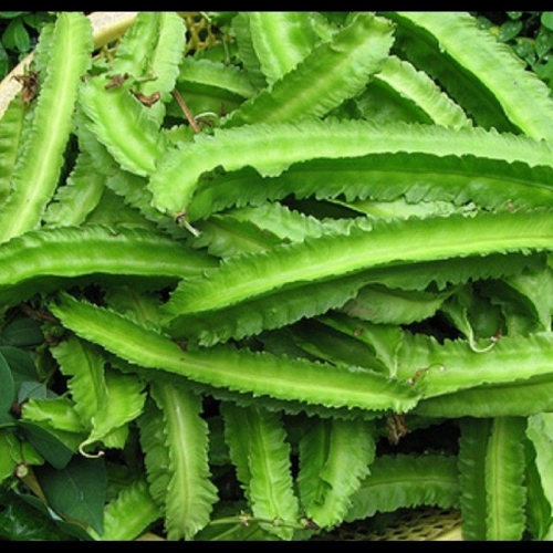 Hạt Giống Đậu Rồng Cao Sản