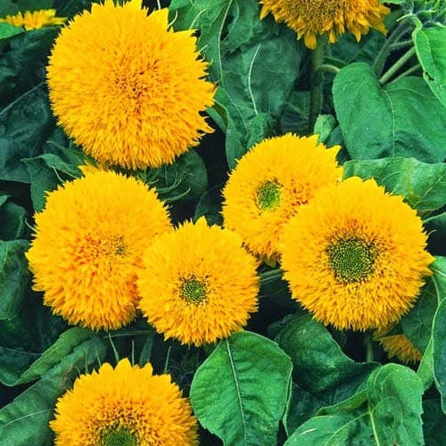 Hạt giống hoa hướng dương Nga kép