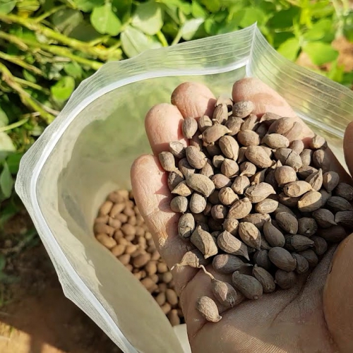 Hạt giống cỏ lạc vàng