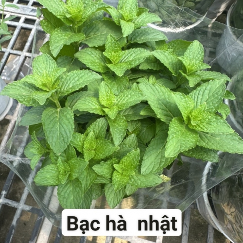 Cây giống bạc hà Nhật