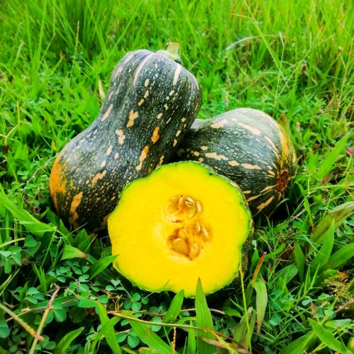 Hạt giống bí đỏ hồ lô