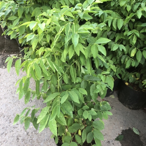 Hạt giống rau ngót