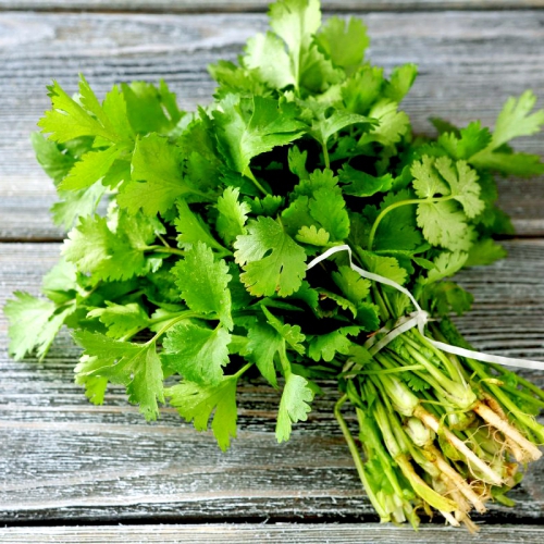 Hạt giống Ngò hạt lớn Pháp