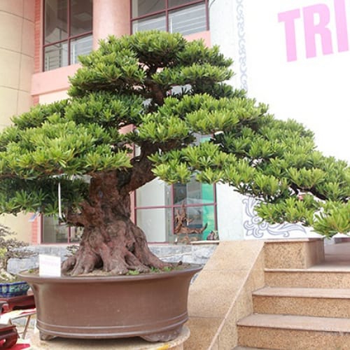 Cây Tùng La Hán