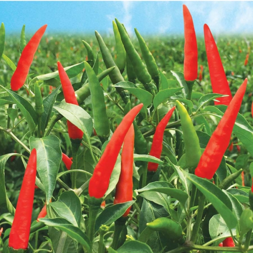 Hạt Giống Ớt Chỉ Thiên Siêu Cay