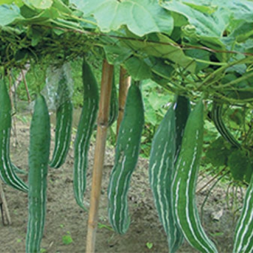 Hạt giống mướp rắn