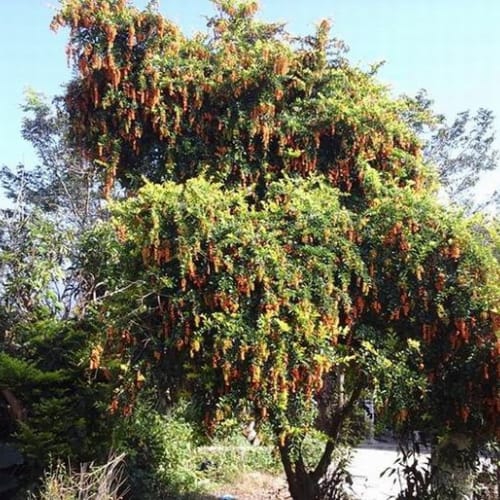 Cây chuỗi ngọc đại cát đại lợi Đà Nẵng