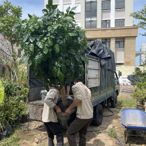 Cho thuê cây văn phòng Đà Nẵng