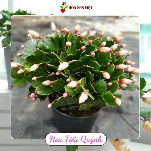 Hoa tiểu quỳnh - Lan càng cua