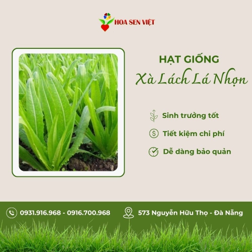 Hạt giống xà lách lá nhọn