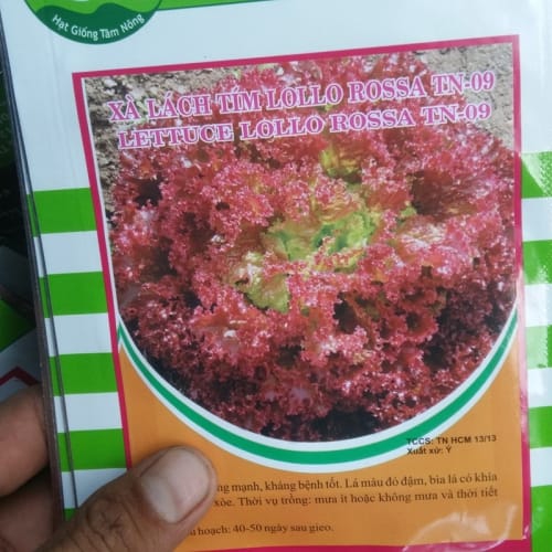 Hạt giống xà lách tím