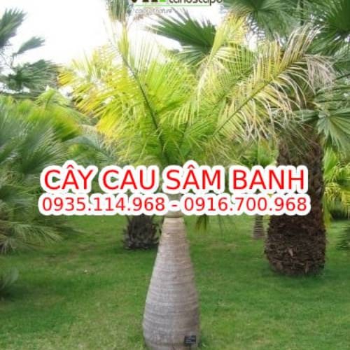 Cây cau sâm banh