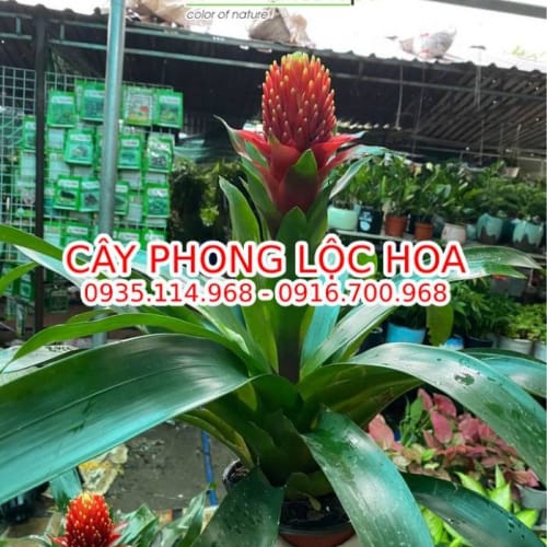 Cây phong lộc hoa (cây dứa cảnh nến)