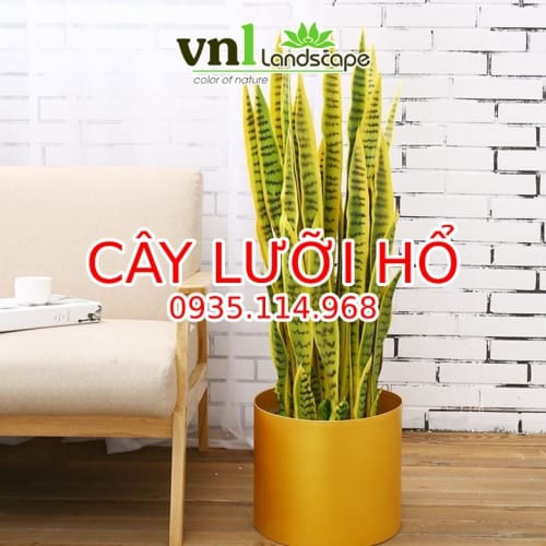 Cây lưỡi hổ đà nẵng
