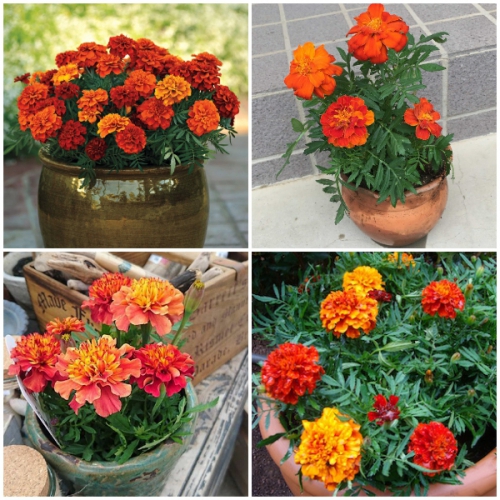 Hạt giống hoa Vạn Thọ Đỏ Pháp