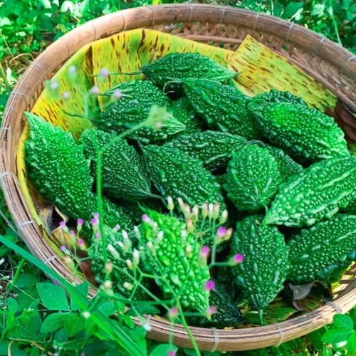 Hạt Giống Khổ Qua Rừng