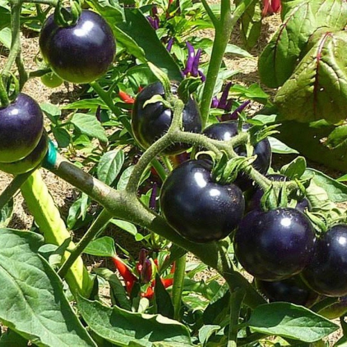 Hạt giống cà chua cherry đen F1