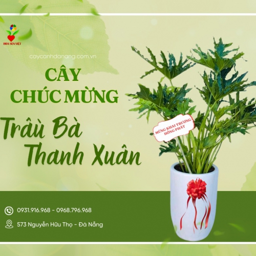 Cây Trầu Bà Thanh Xuân Khai Trương