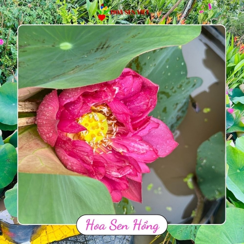 Hoa sen hồng