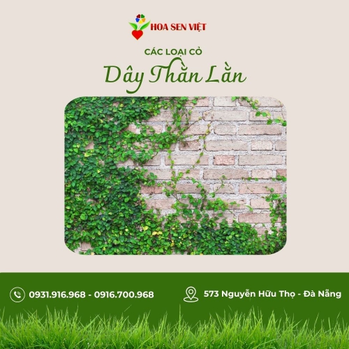 Dây thằn lằn (vảy cá)