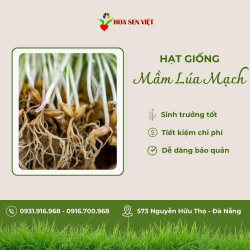 Hạt giống mầm lúa mạch