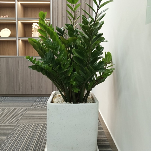 Bảng giá chậu Composite Đà Nẵng