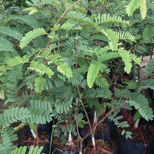 Cây me giống Đà Nẵng