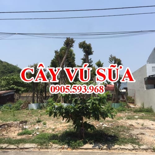 Cây vú sữa