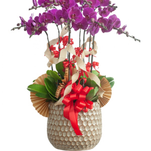 Lan hồ điệp - Hồ điệp tím 9 nhánh