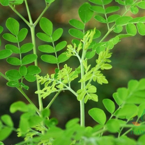 Hạt Giống Cây Chùm Ngây