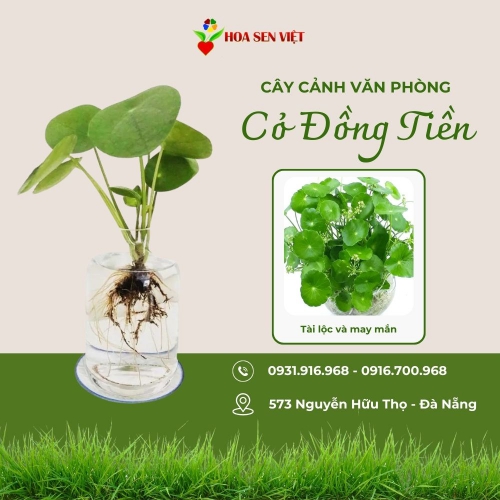 Cây cỏ đồng tiền