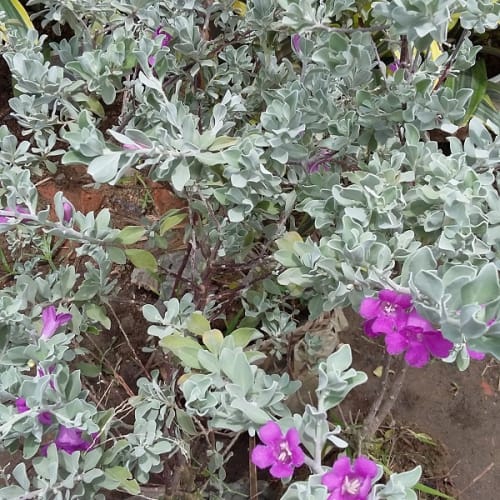 Tuyết sơn phi hồ