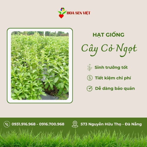 Hạt giống cỏ ngọt