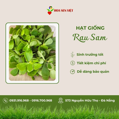 Hạt giống Rau sam