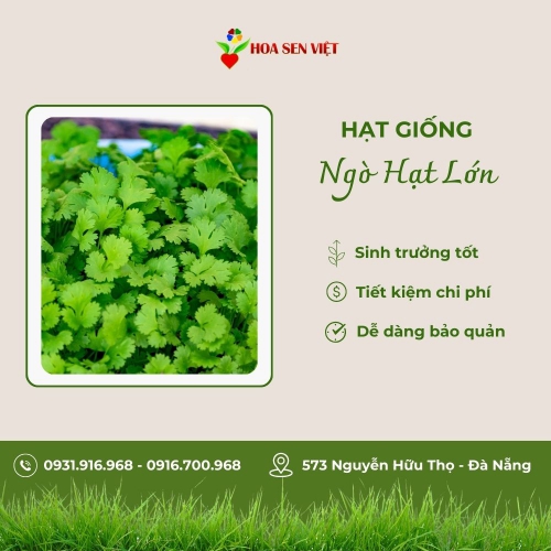 Hạt giống ngò hạt lớn