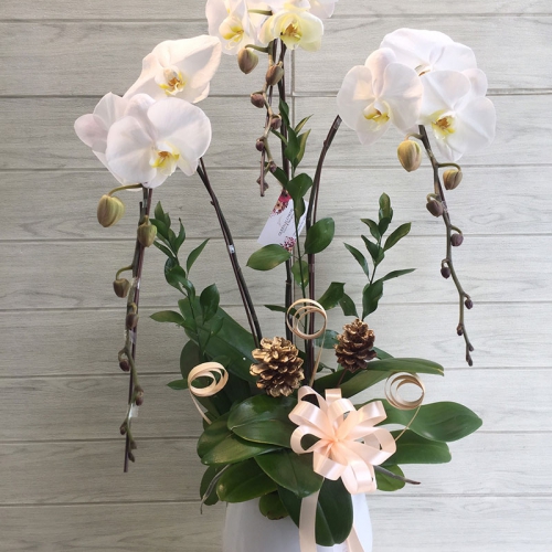 Lan hồ điệp tâm an