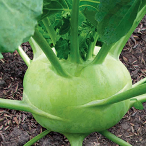 Hạt giống su hào F1