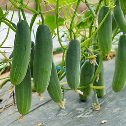 Hạt giống Dưa Leo Siêu Năng Suất