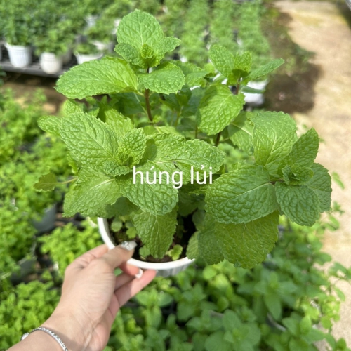 Cây giống rau húng lủi